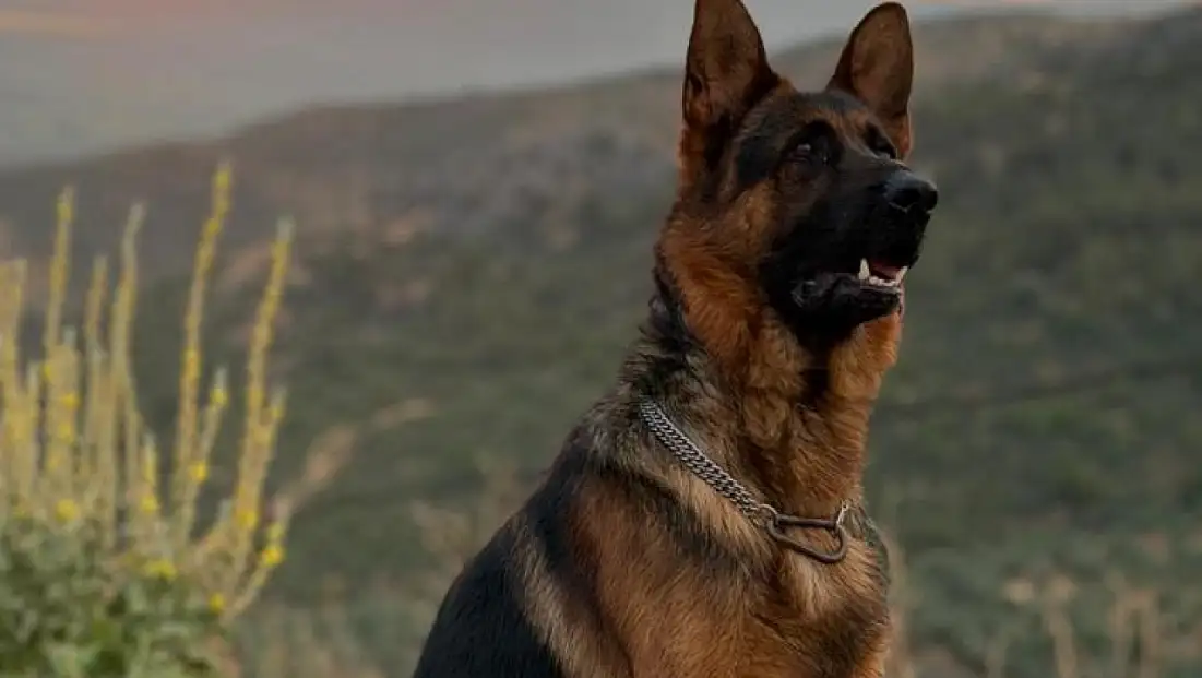 Bu köpeği bulana ödül verilecek! Sahibi yardım istedi