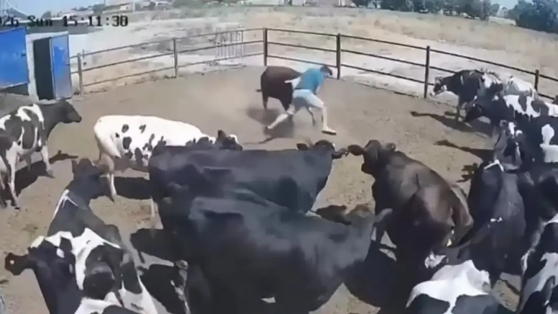 Konya'da boğanın saldırdığı besici ölümden döndü! O anlar kamerada