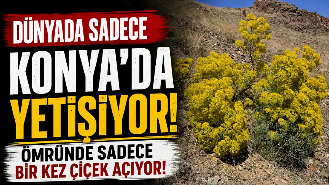 Dünyada sadece Konya’da yetişiyor: Ömründe bir kez çiçek açıyor!