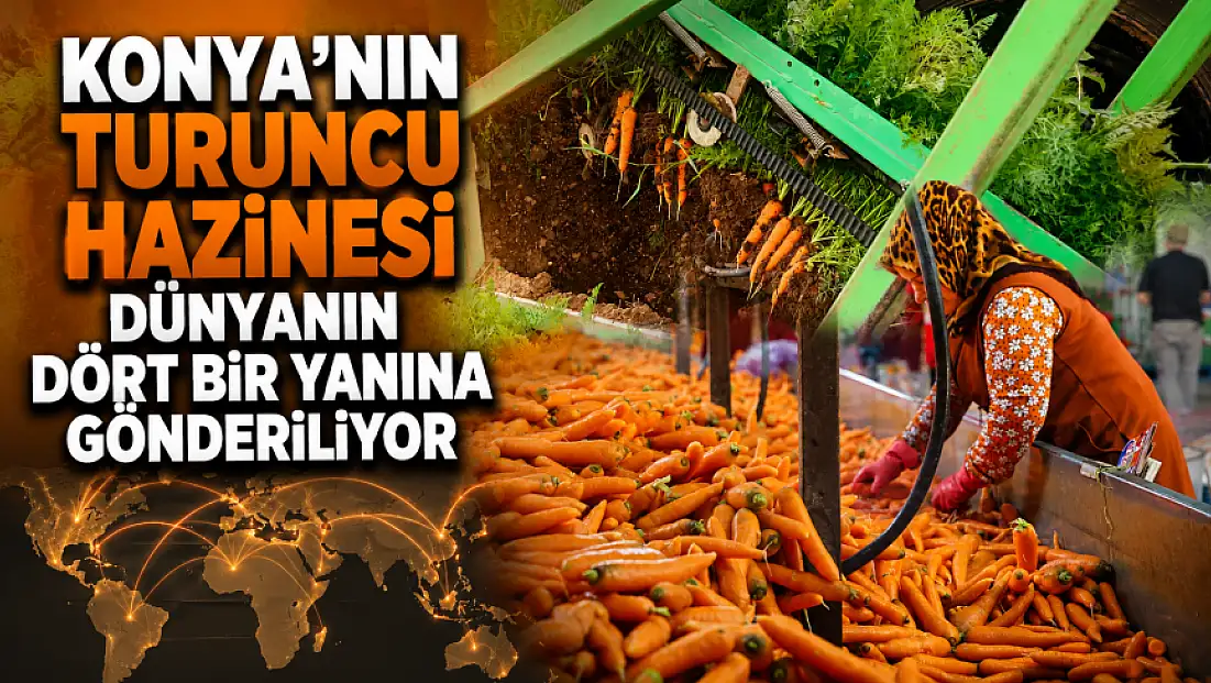 Konya'nın turuncu hazinesi dünyanın dört bir yanına gönderiliyor