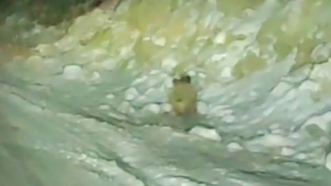 Konya'da aç kalan domuz kamerada!