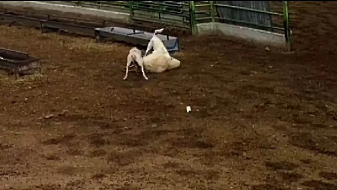 Konya'da sokak köpekleri ağıla daldı! Dehşet veren anlar kamerada...