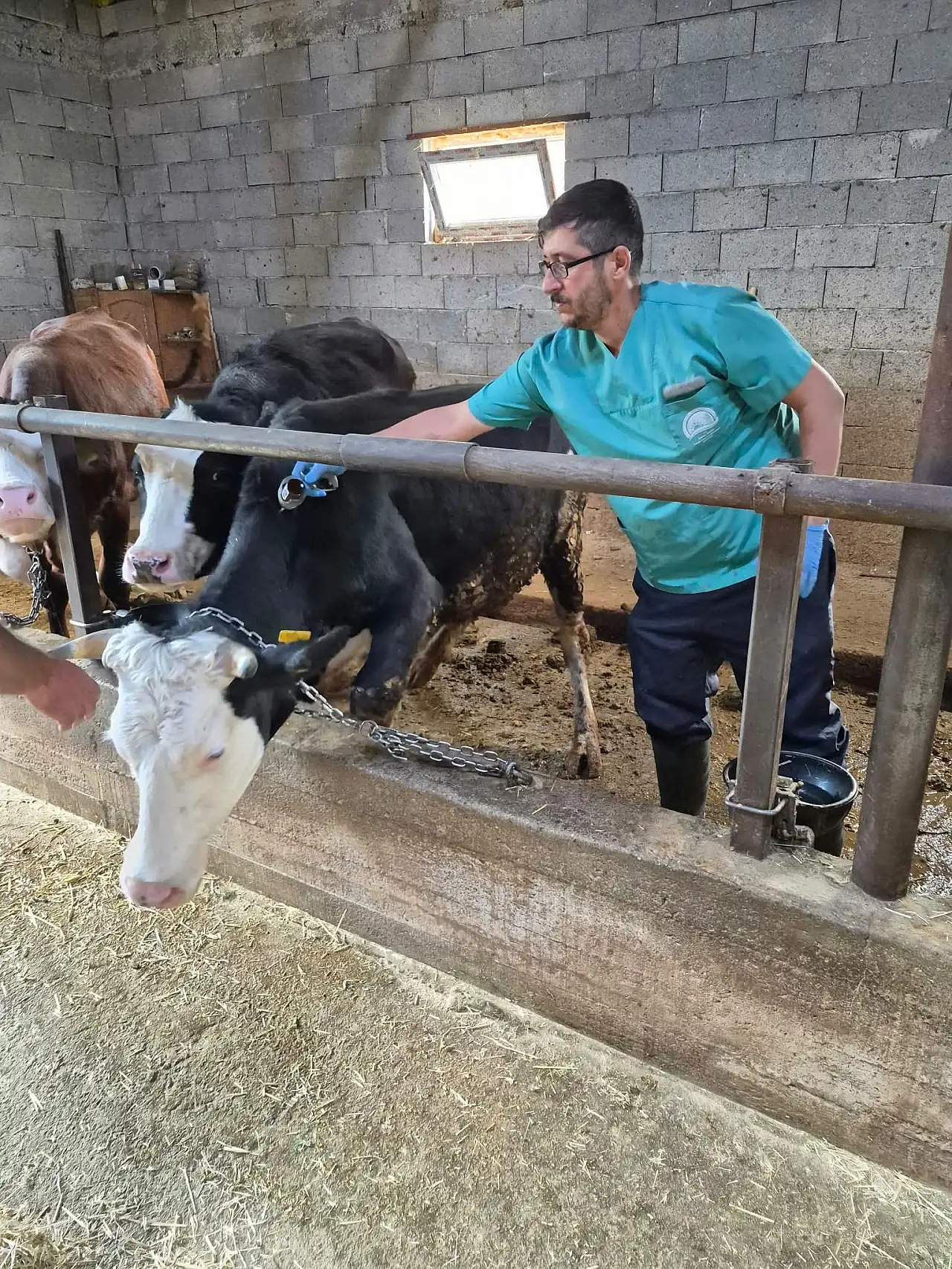 Beyşehir'de şap ve brusella mücadelesi: Ekipler işletmeleri tek tek geziyor!