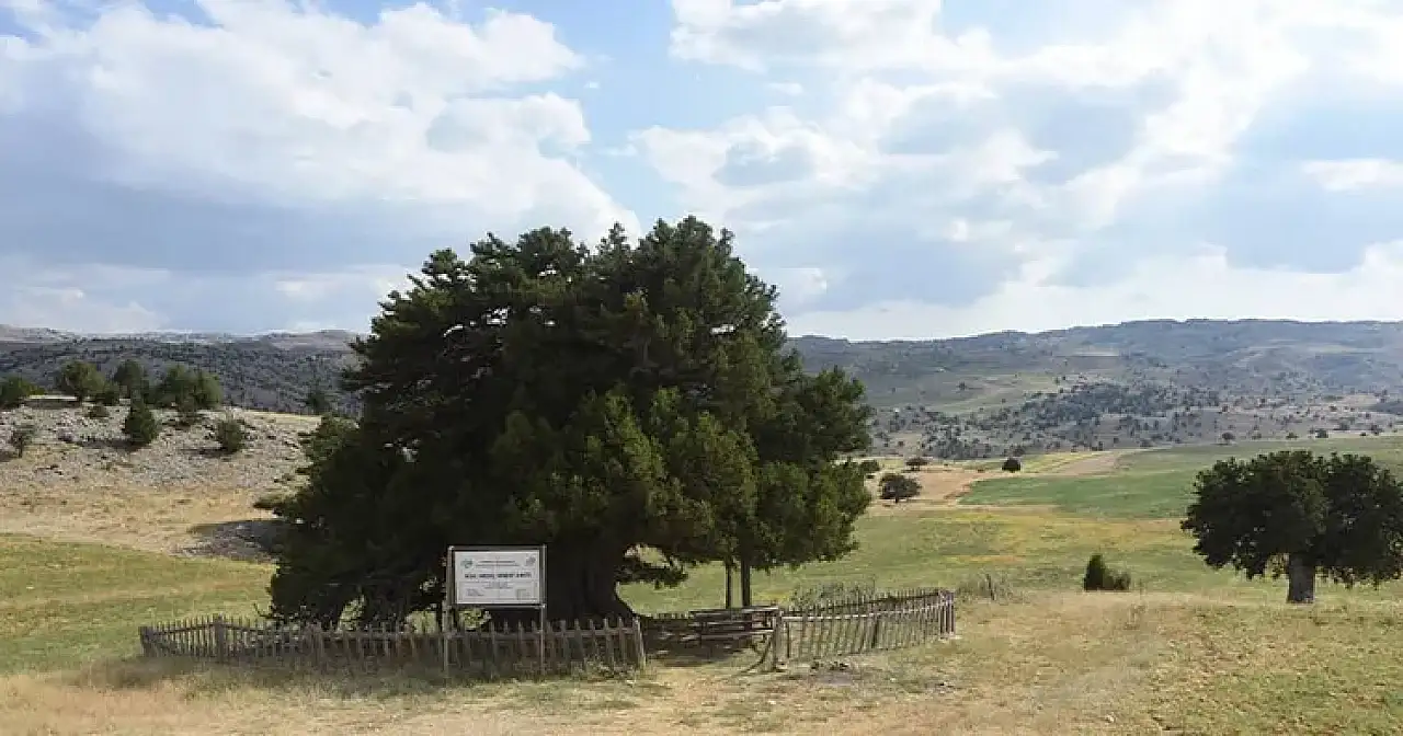 Konya'daki dünyaca ünlü anıt ağaca sprey boyayla saldırdılar!