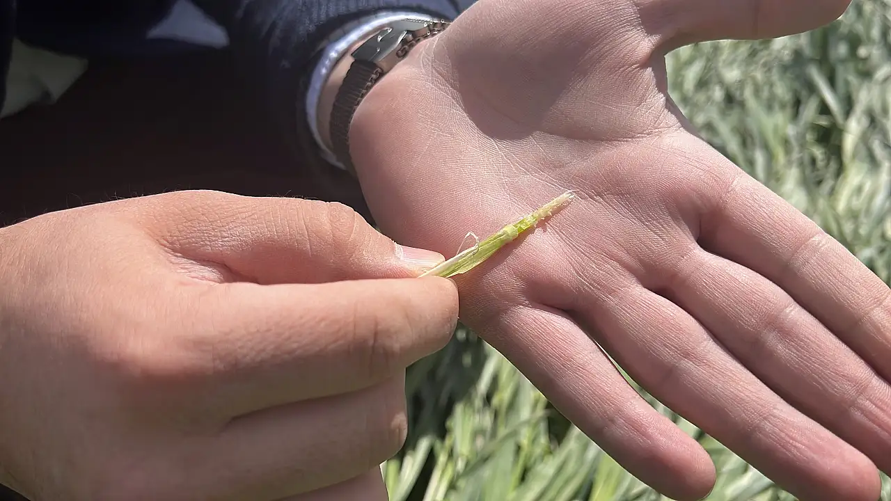 Konya'da hububat üreticisinin gözü havada: Tarlalar kar örtüsü bekliyor!