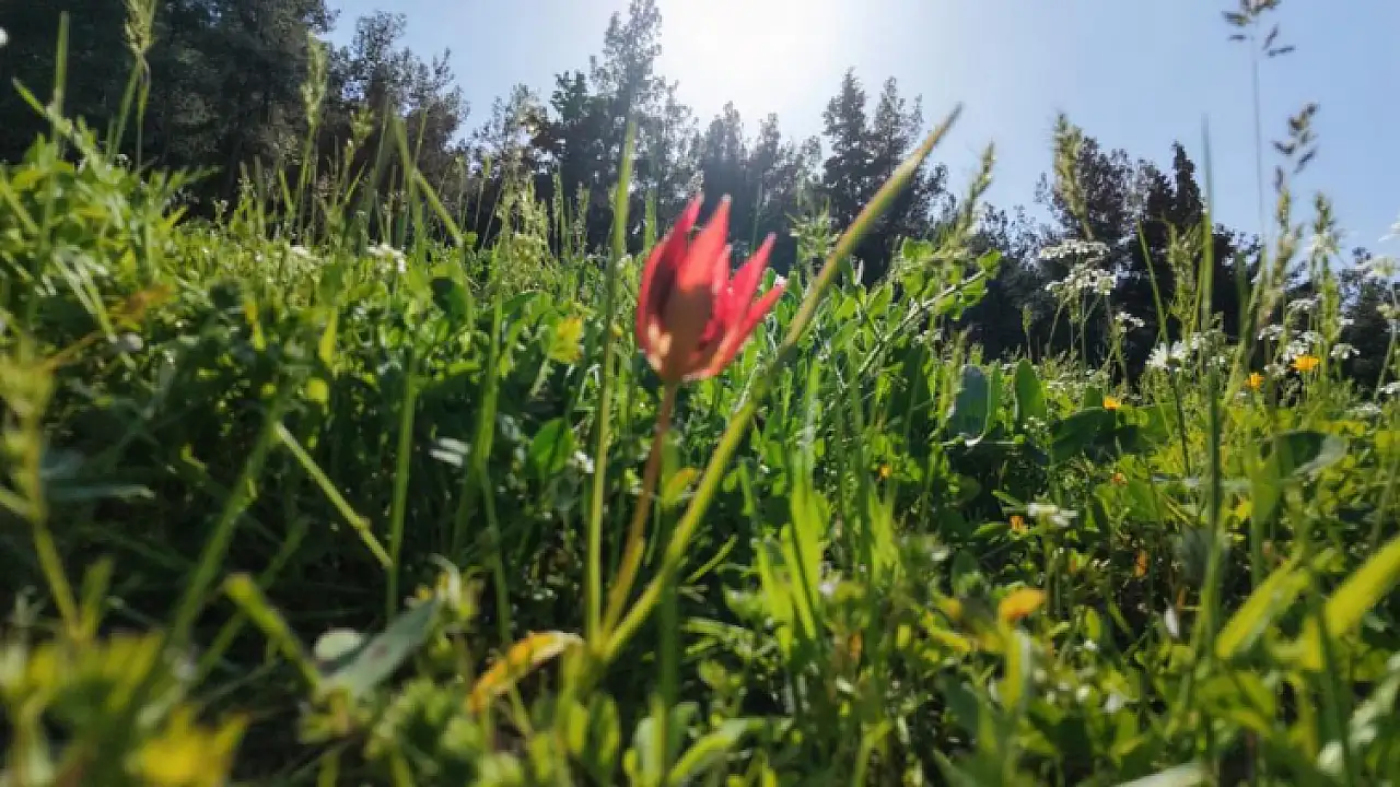 Bu çiçeği koparmanın bedeli servet değerinde!