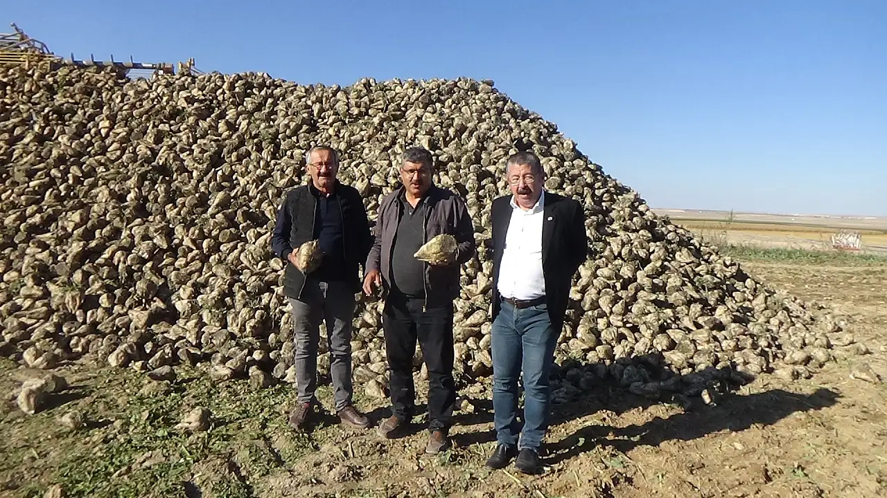Konya Ovası'nda dört üründe hasat devam ediyor