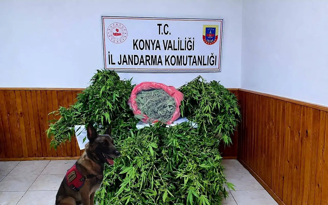 Konya'daki depo kenevir yuvası çıktı: 1 şüpheli yakalandı!