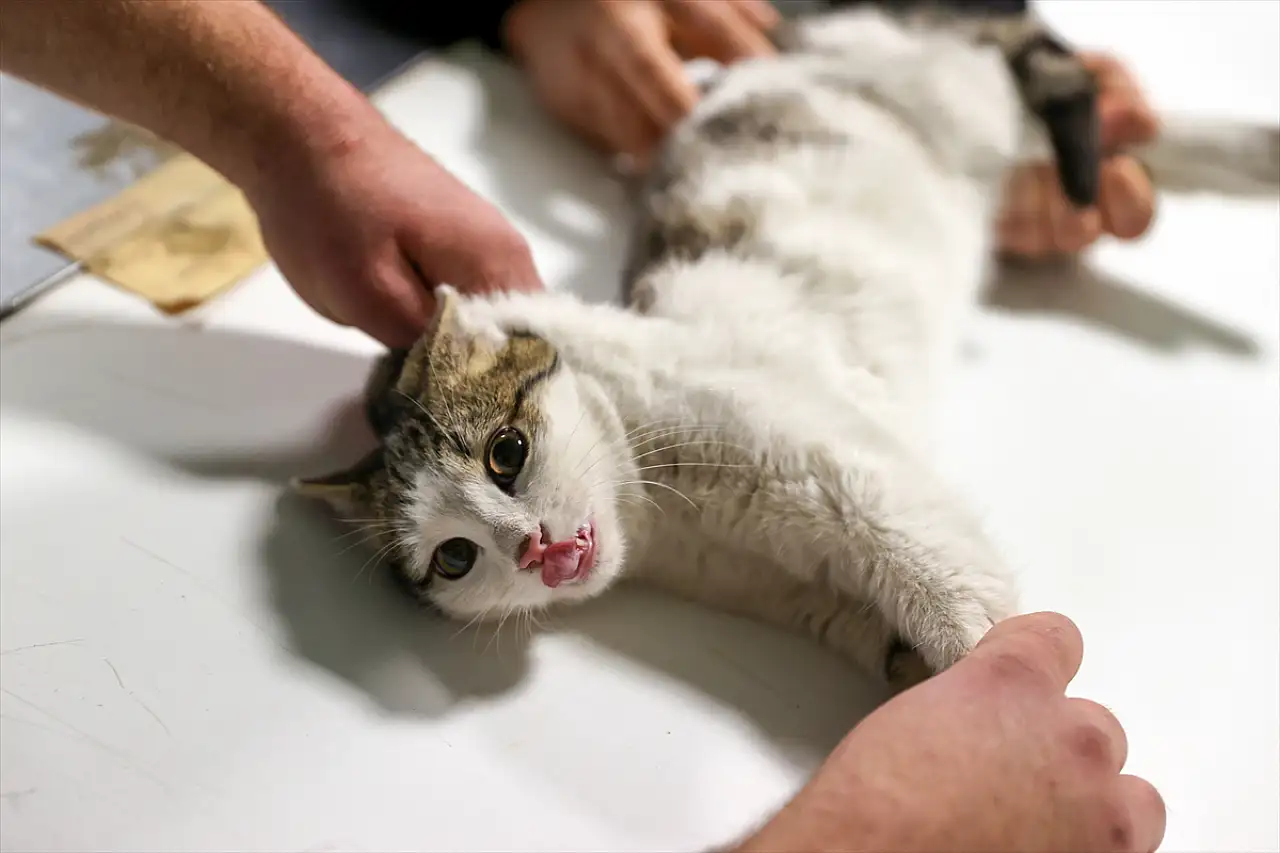 Konya'nın hayvan hastanesi 21 bin canlıya şifa dağıttı! Başvuranların yüzde 70'i kedi