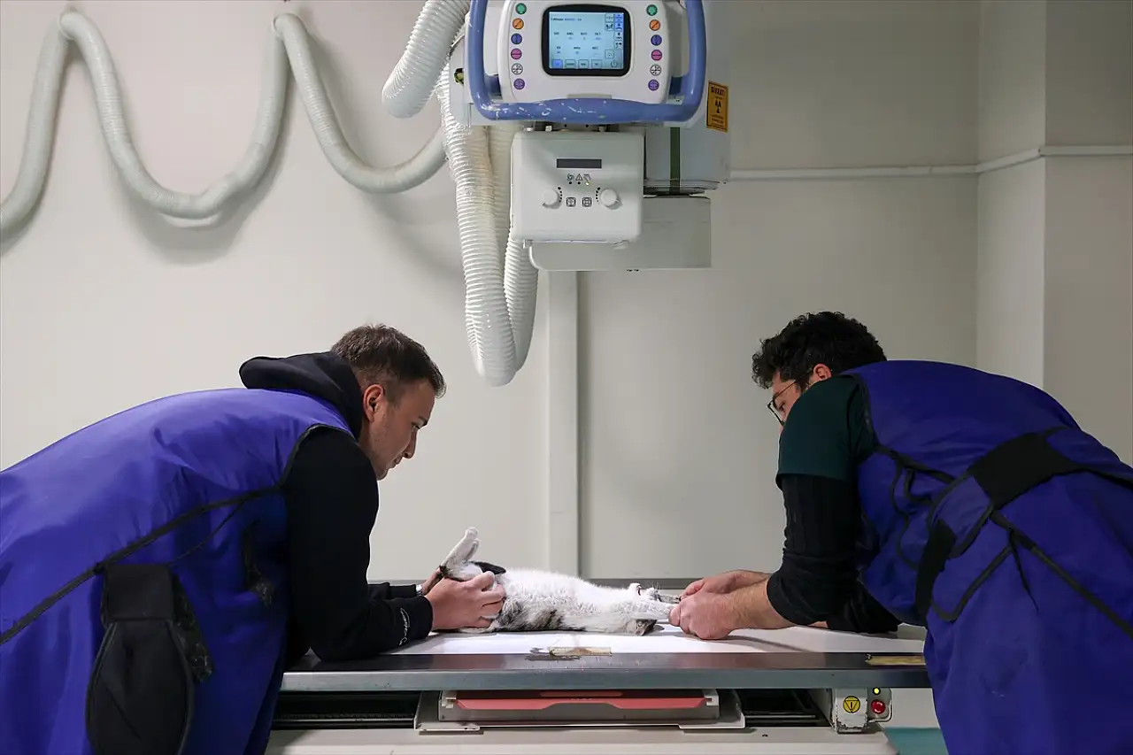 Konya'nın hayvan hastanesi 21 bin canlıya şifa dağıttı! Başvuranların yüzde 70'i kedi