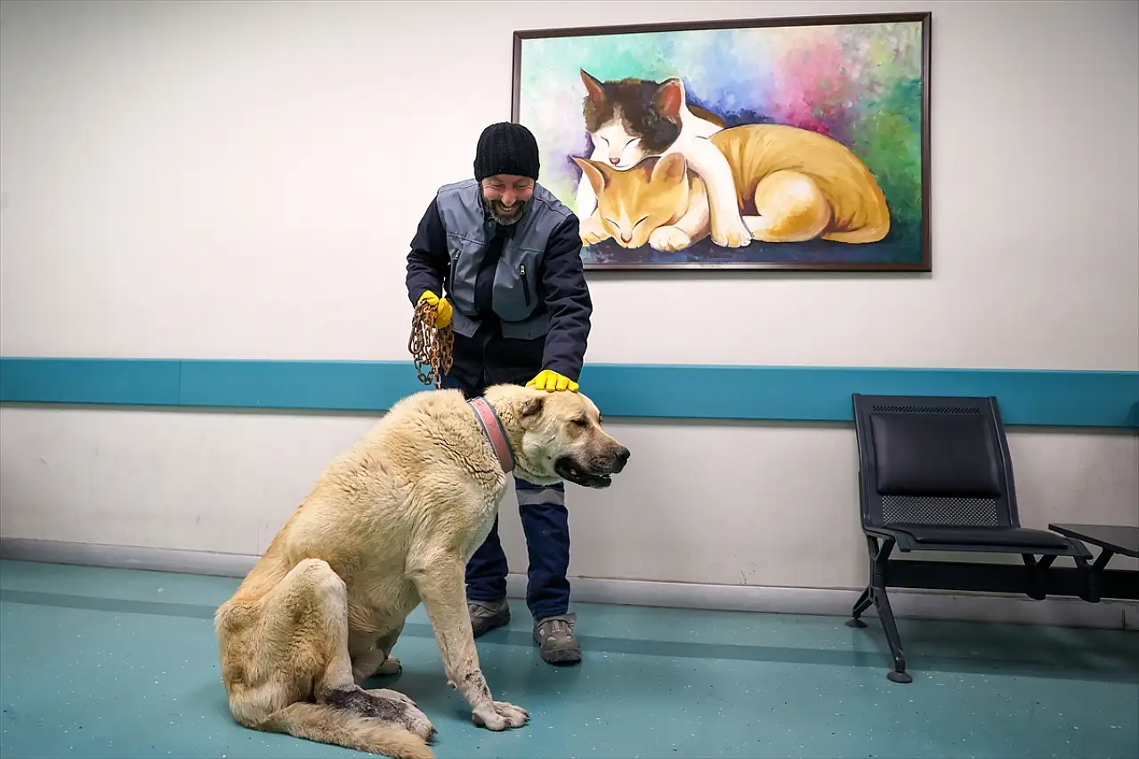 Konya'nın hayvan hastanesi 21 bin canlıya şifa dağıttı! Başvuranların yüzde 70'i kedi