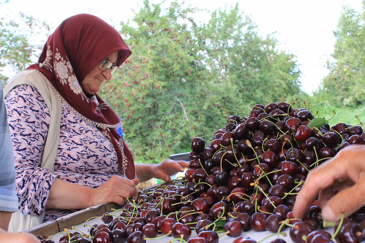 Dünya bu tadın peşinde! Sultandağı ve Akşehir kirazında tarihi rekor!