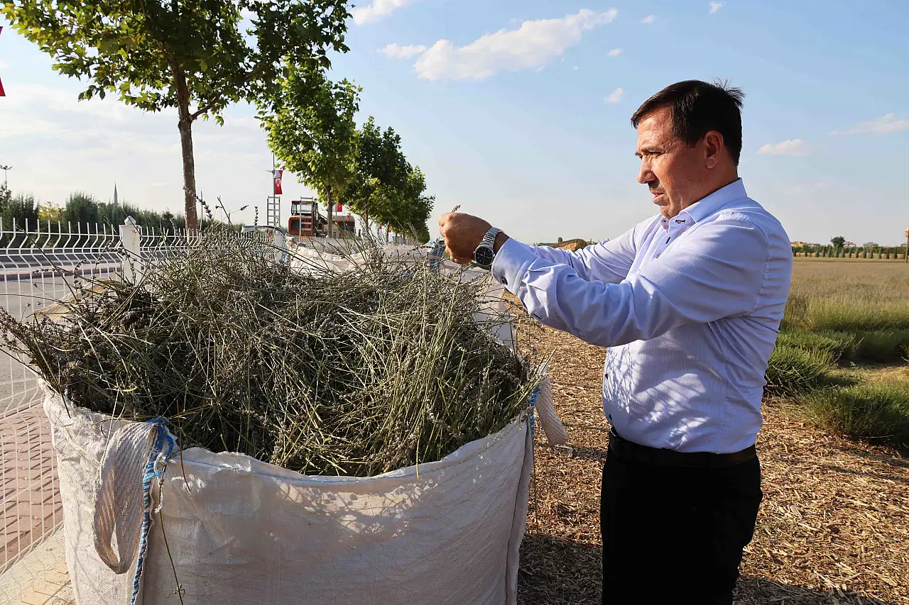 Konya'da lavanta mesaisi başladı! 500 bin ziyaretçinin ardından şimdi hasat zamanı
