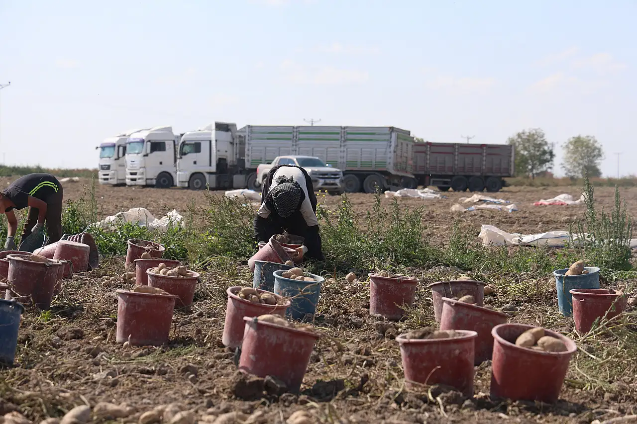 Konya'da patates için yeni dönem! Gözler yerli tohuma çevrildi