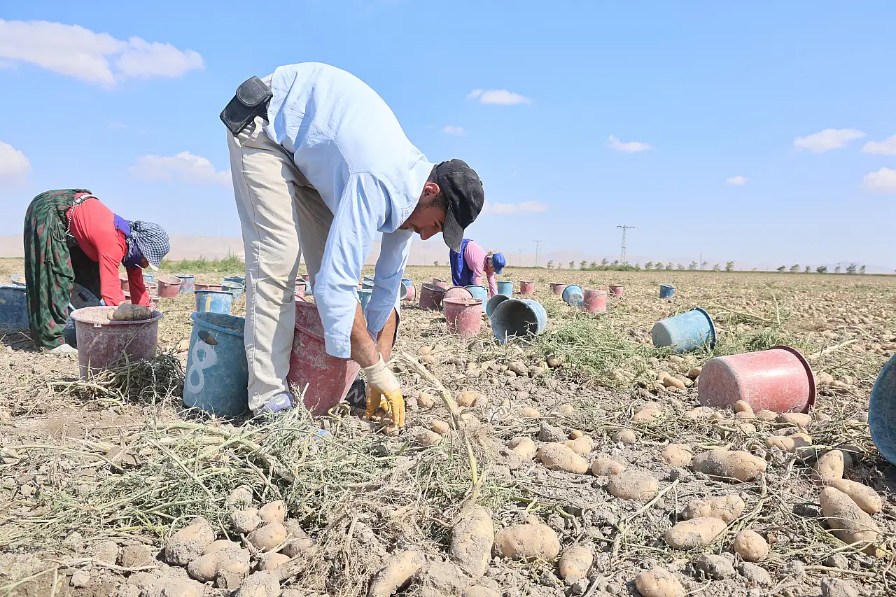 Konya'da patates için yeni dönem! Gözler yerli tohuma çevrildi