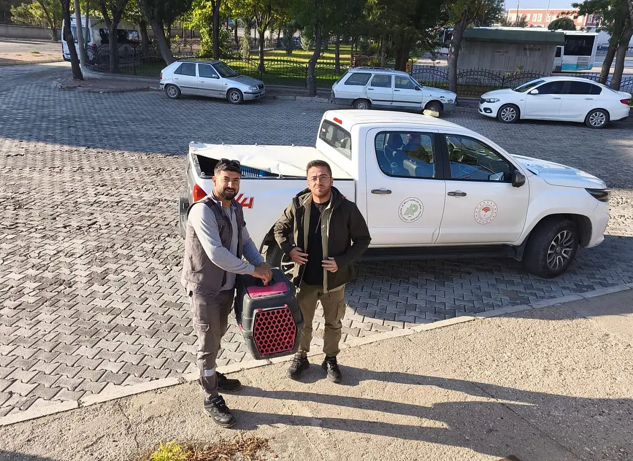 Yerde hareketsiz halde bulundu! Konya'da yılan kartalına sahip çıktı