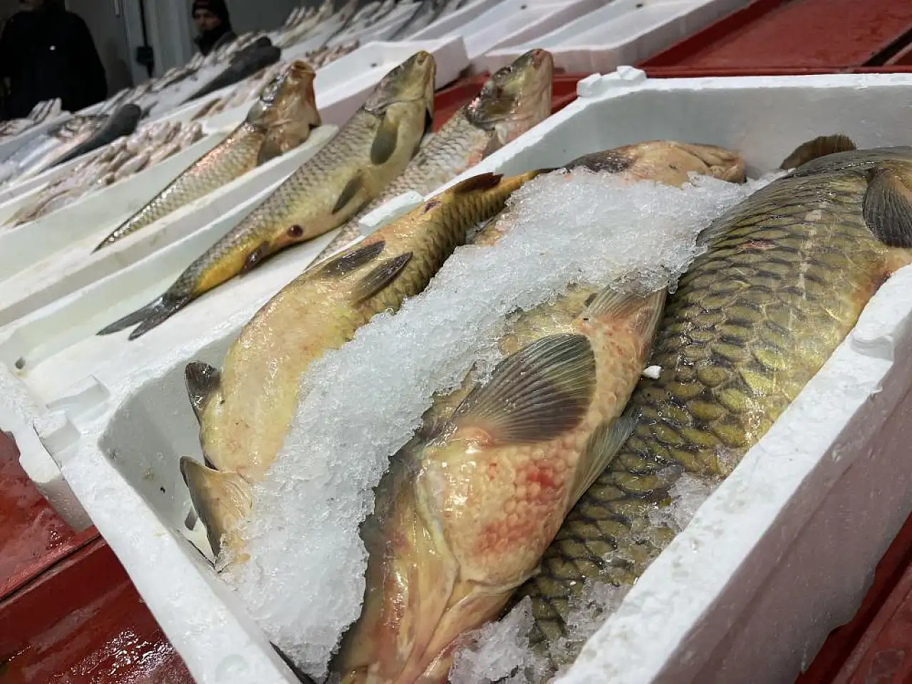 Konya'da hamsi alarmı: Tezgahlarda azalma var