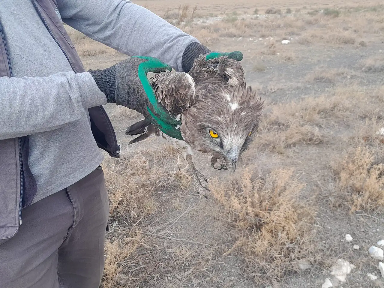 Yerde hareketsiz halde bulundu! Konya'da yılan kartalına sahip çıktı