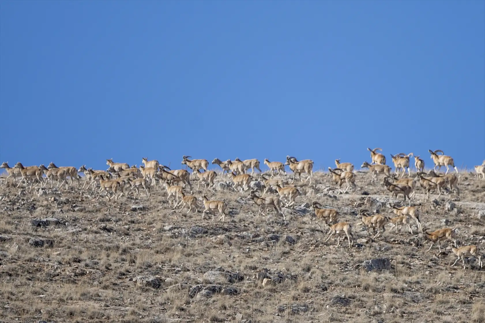 Konya'da yok olmaktan kurtarıldılar: Sayıları 770'i buldu!