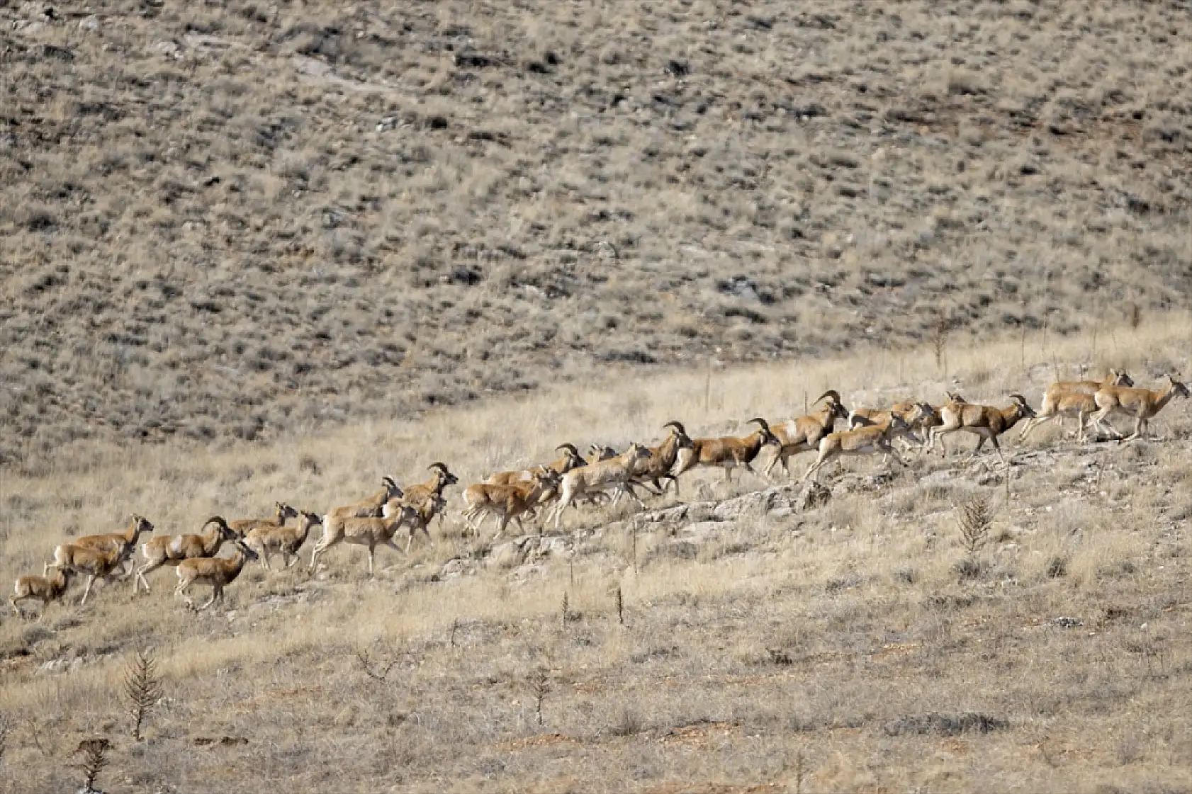 Konya'da yok olmaktan kurtarıldılar: Sayıları 770'i buldu!