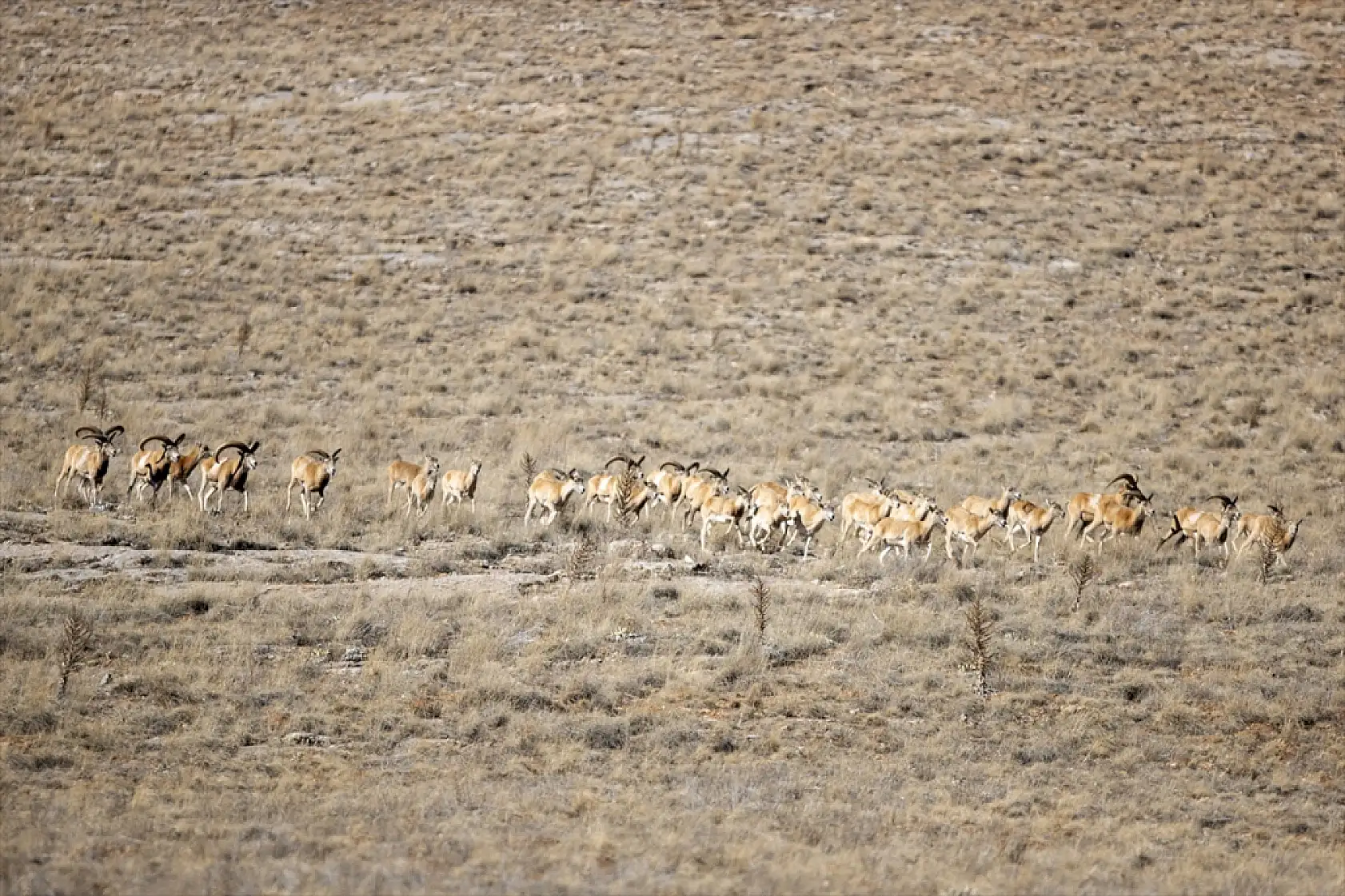 Konya'da yok olmaktan kurtarıldılar: Sayıları 770'i buldu!