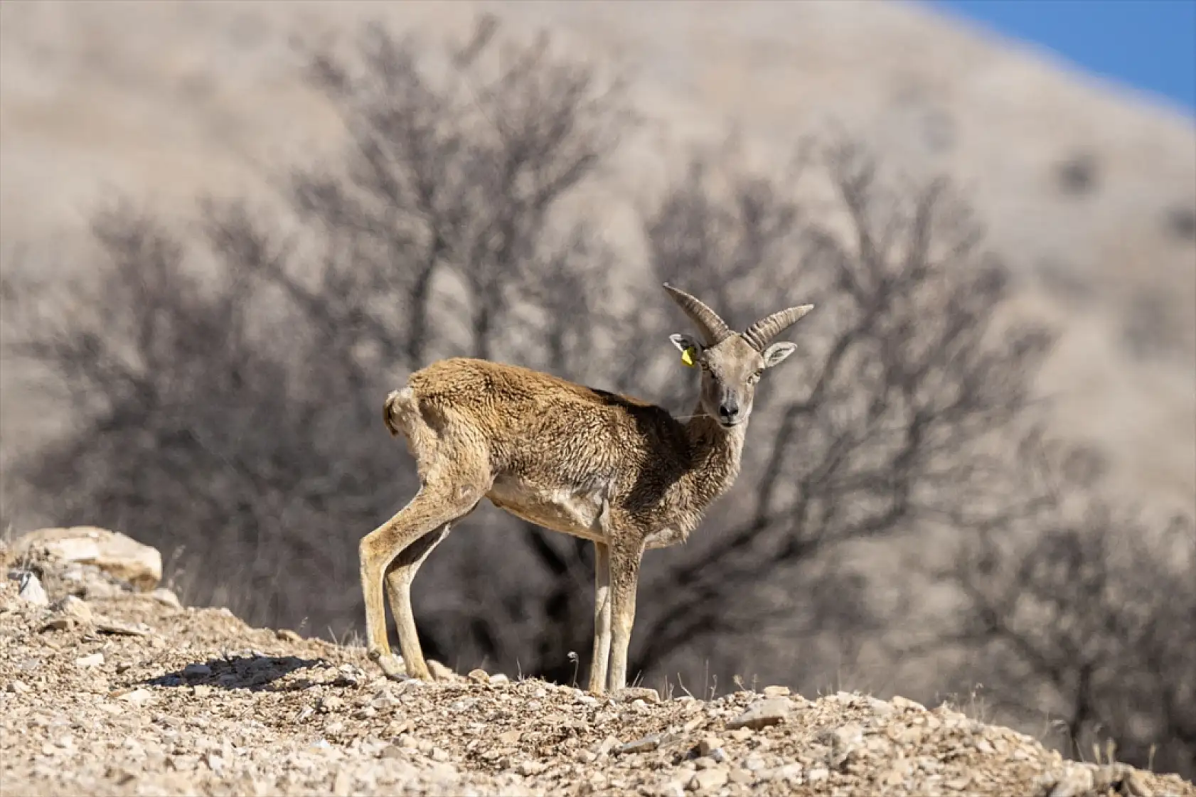 Konya'da yok olmaktan kurtarıldılar: Sayıları 770'i buldu!