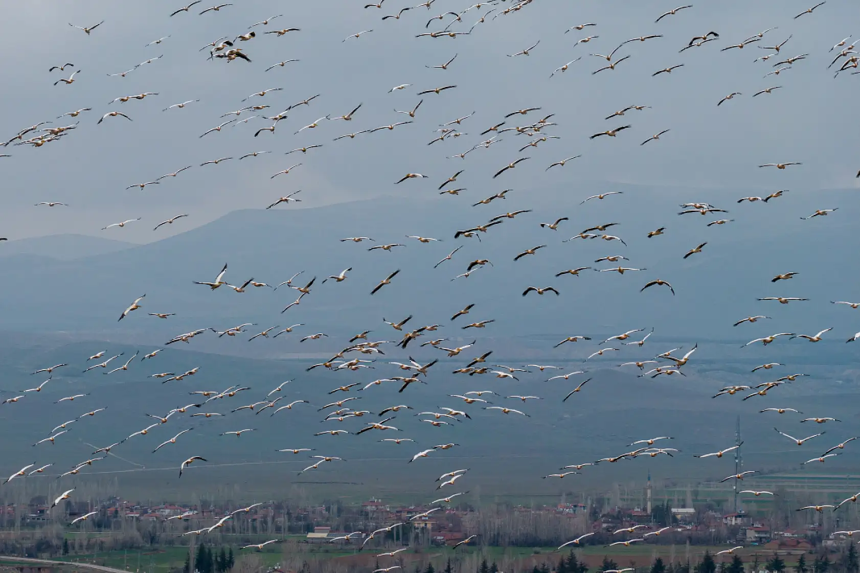 Kuraklık bitti, ak pelikanların Konya durağı Çavuşçu Gölü oldu!