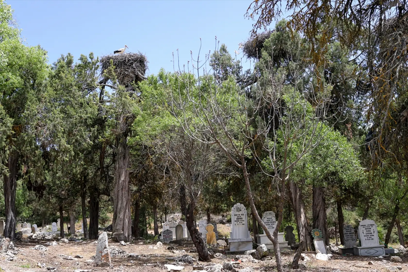 Konya'da mucizevi döngü: Ölümün gölgesinde hayata 'merhaba' dediler!