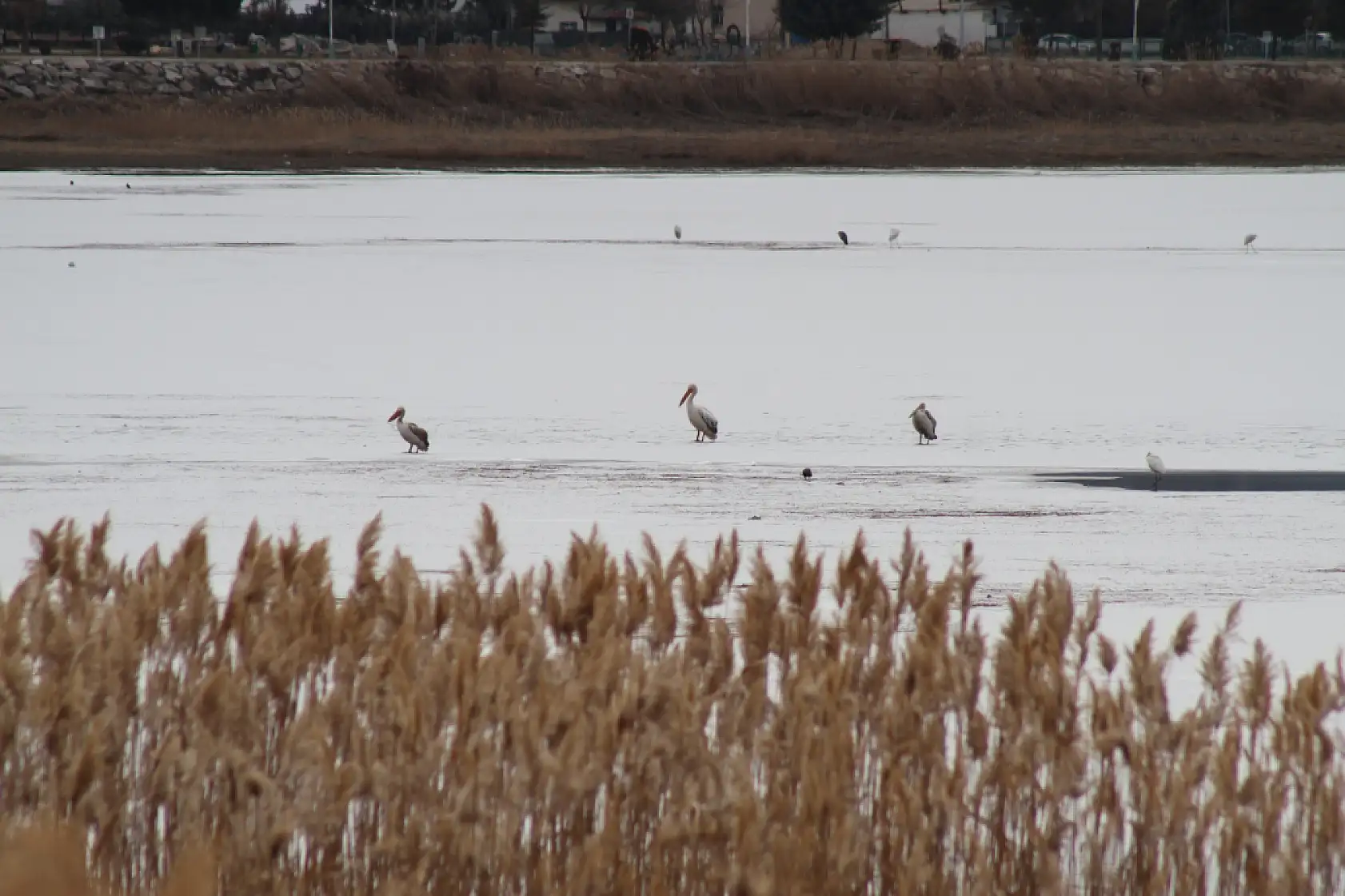 Göl dondu, pelikanlar gitmedi: Beyşehir'de görülmemiş manzara!