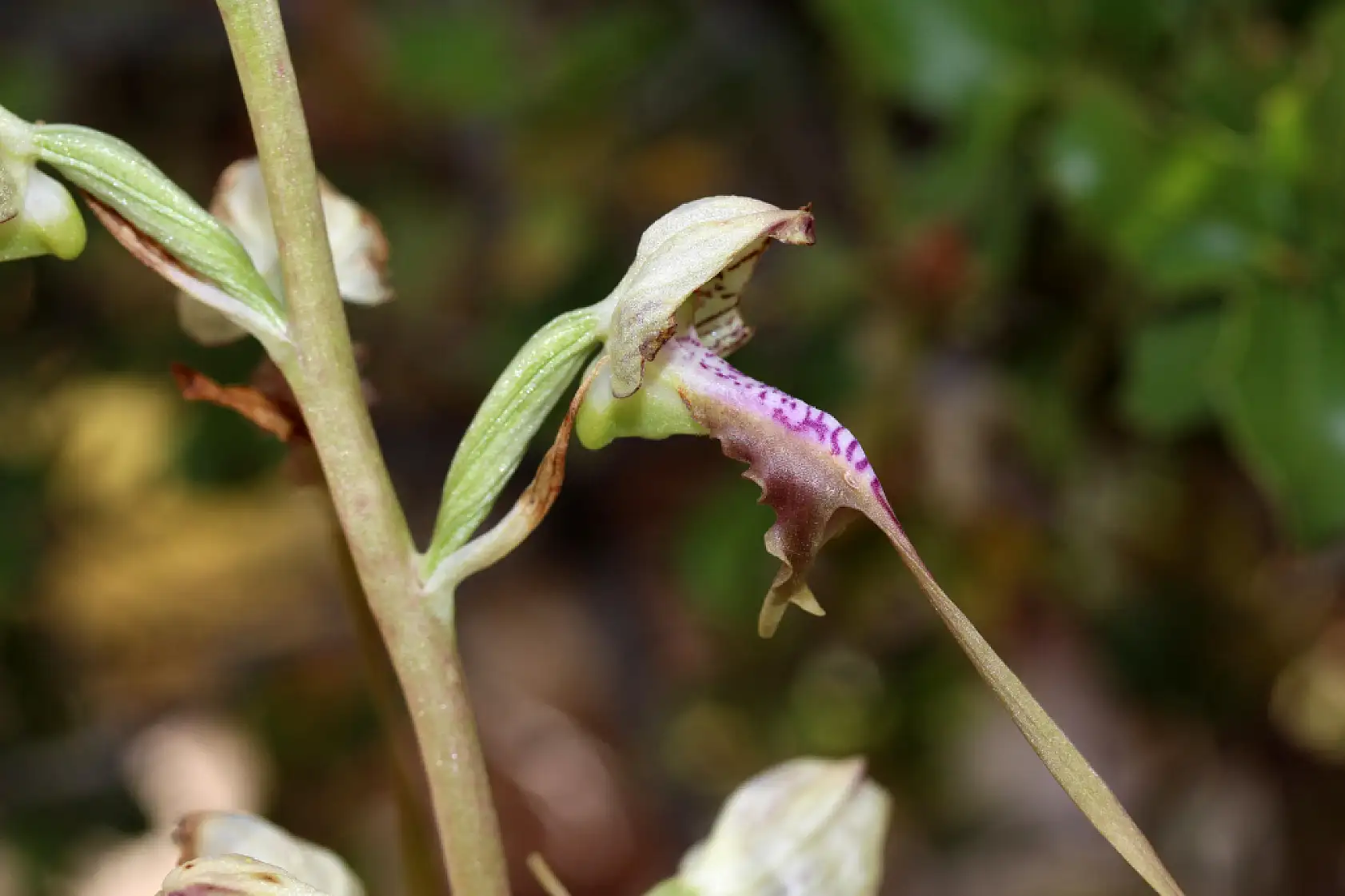 Bu çiçekleri koparmanın cezası 700 bin lira! İşte o bitkiler...