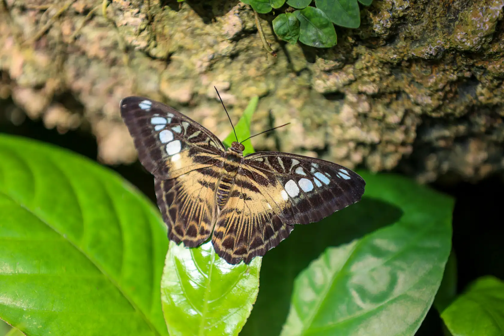 Konya'da bu bahçe yaz kış 28 derece! Mevlana'dan sonra en çok oraya gidiliyor!