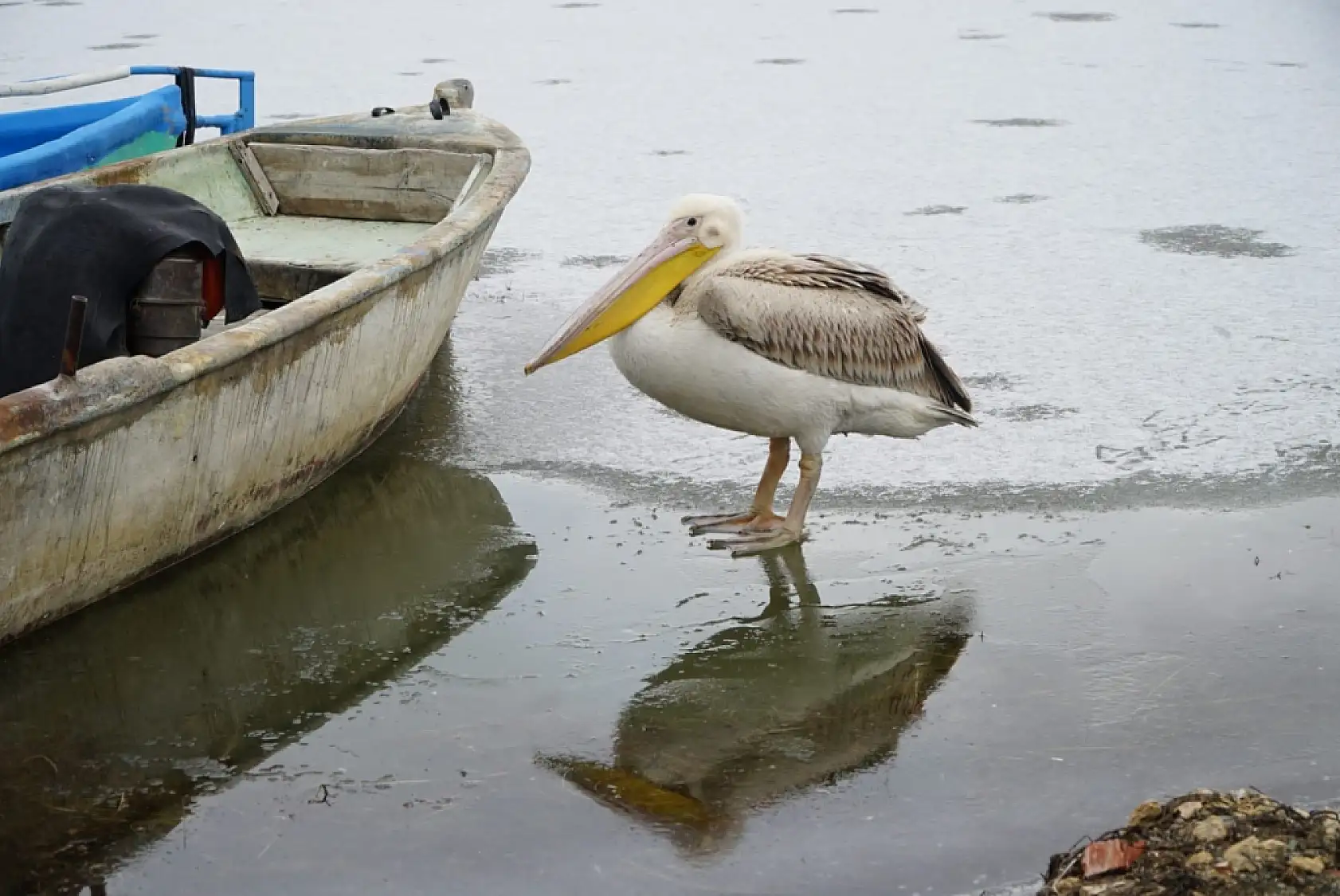 Göl dondu, pelikanlar gitmedi: Beyşehir'de görülmemiş manzara!