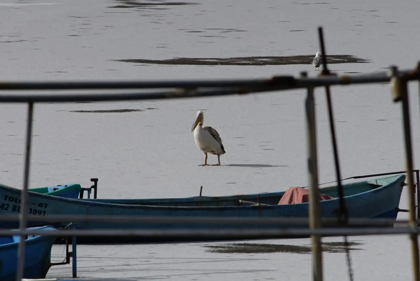 Göl dondu, pelikanlar gitmedi: Beyşehir'de görülmemiş manzara!
