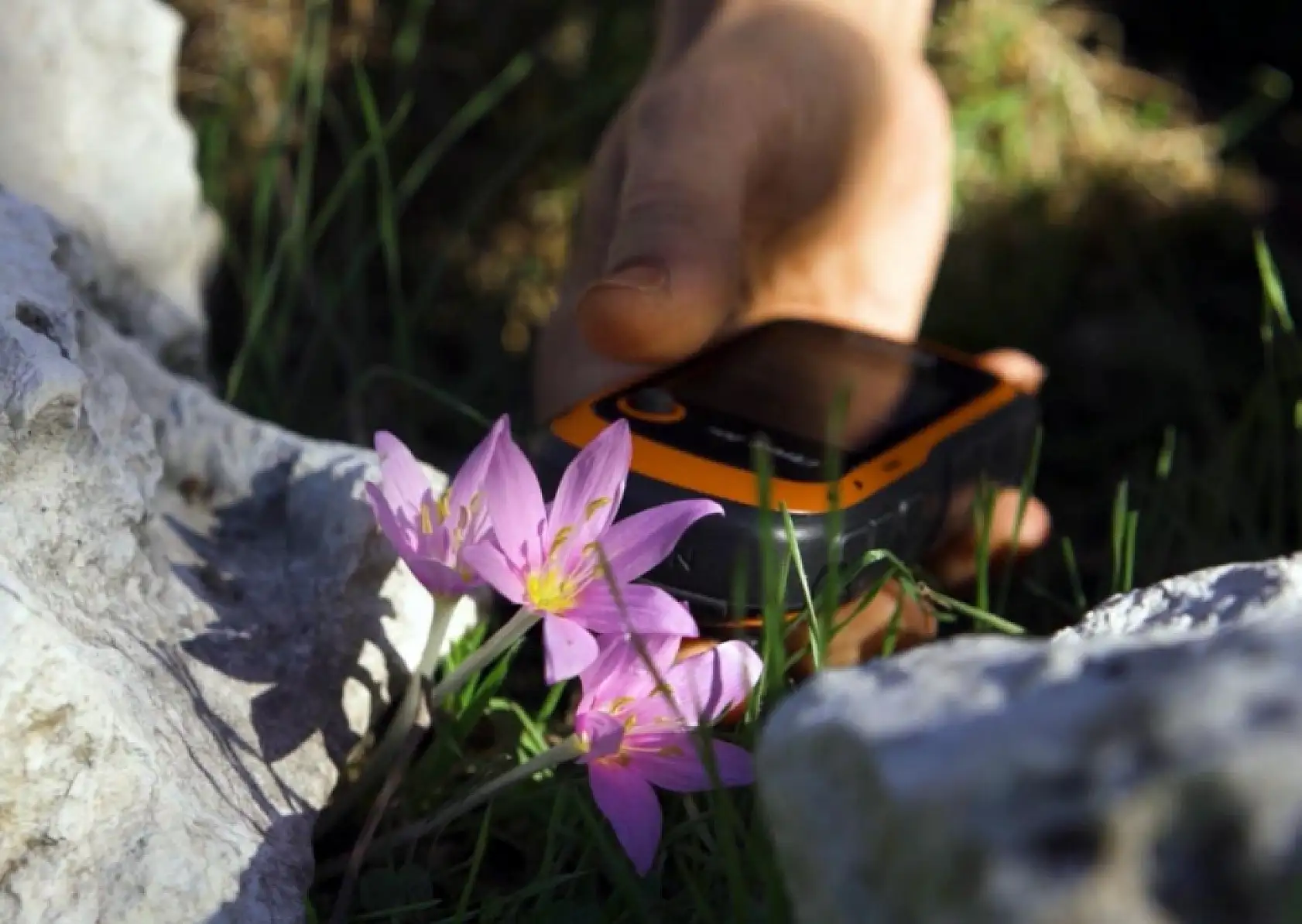 Bu çiçekleri koparmanın cezası 700 bin lira! İşte o bitkiler...
