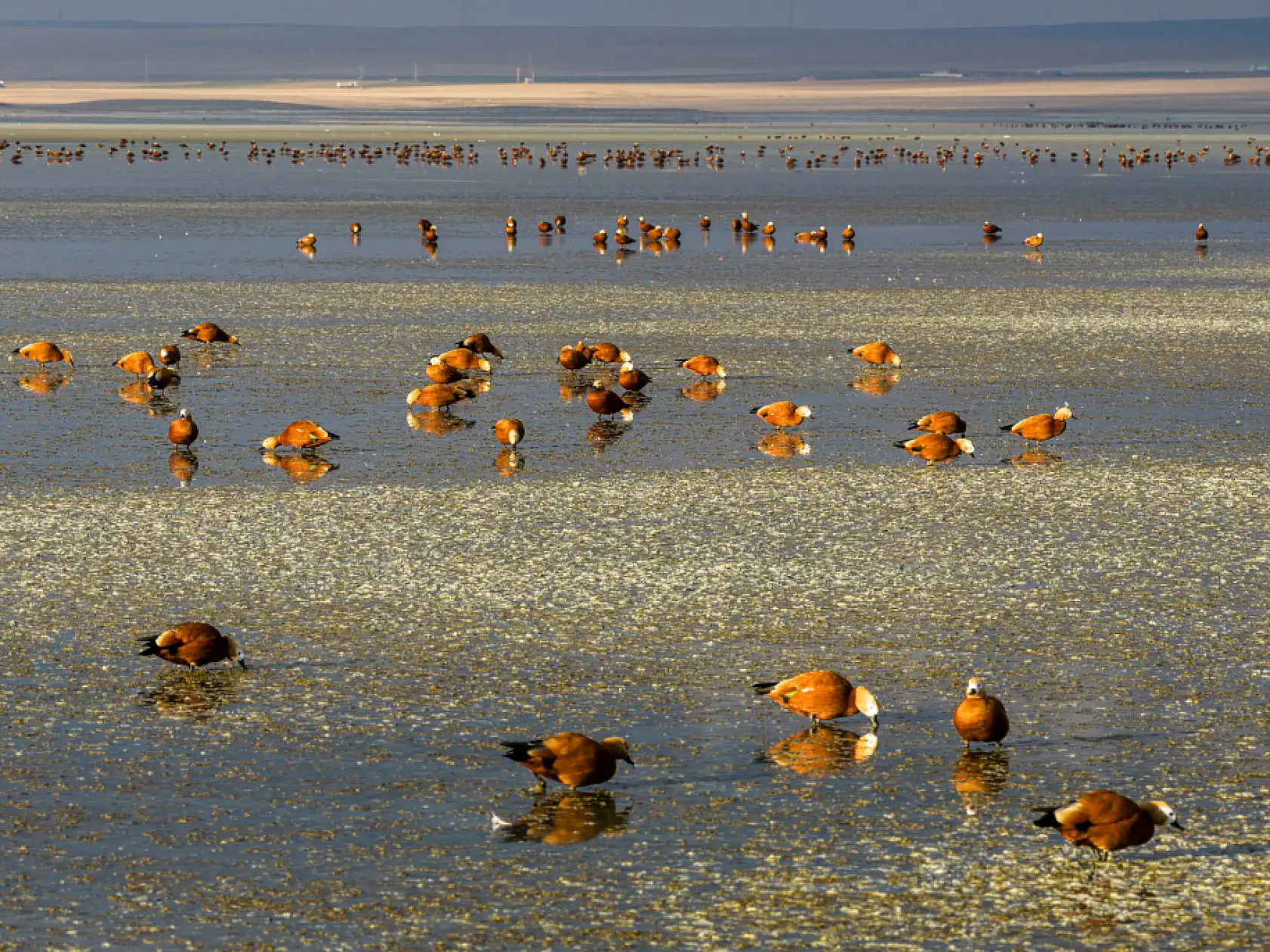 Göçün en güzel durağı: Düden Gölü