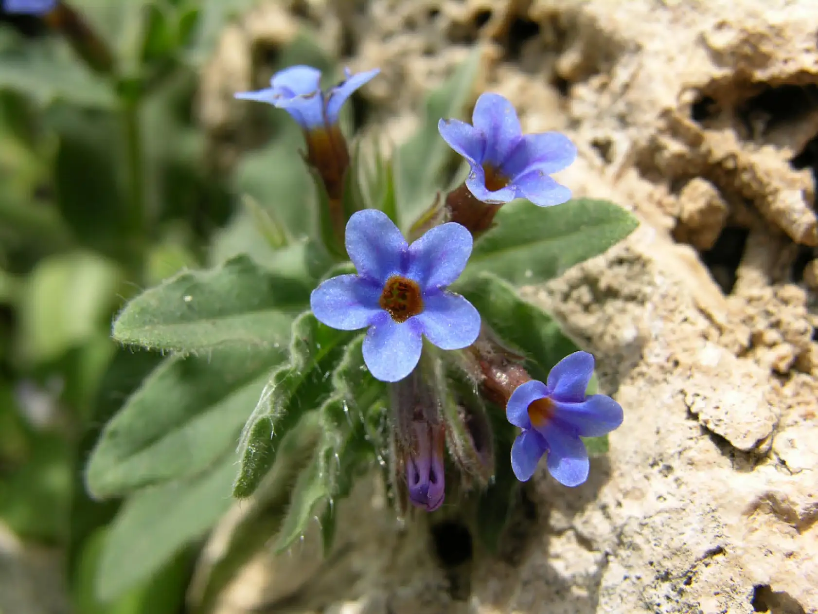Bu çiçekleri koparmanın cezası 700 bin lira! İşte o bitkiler...
