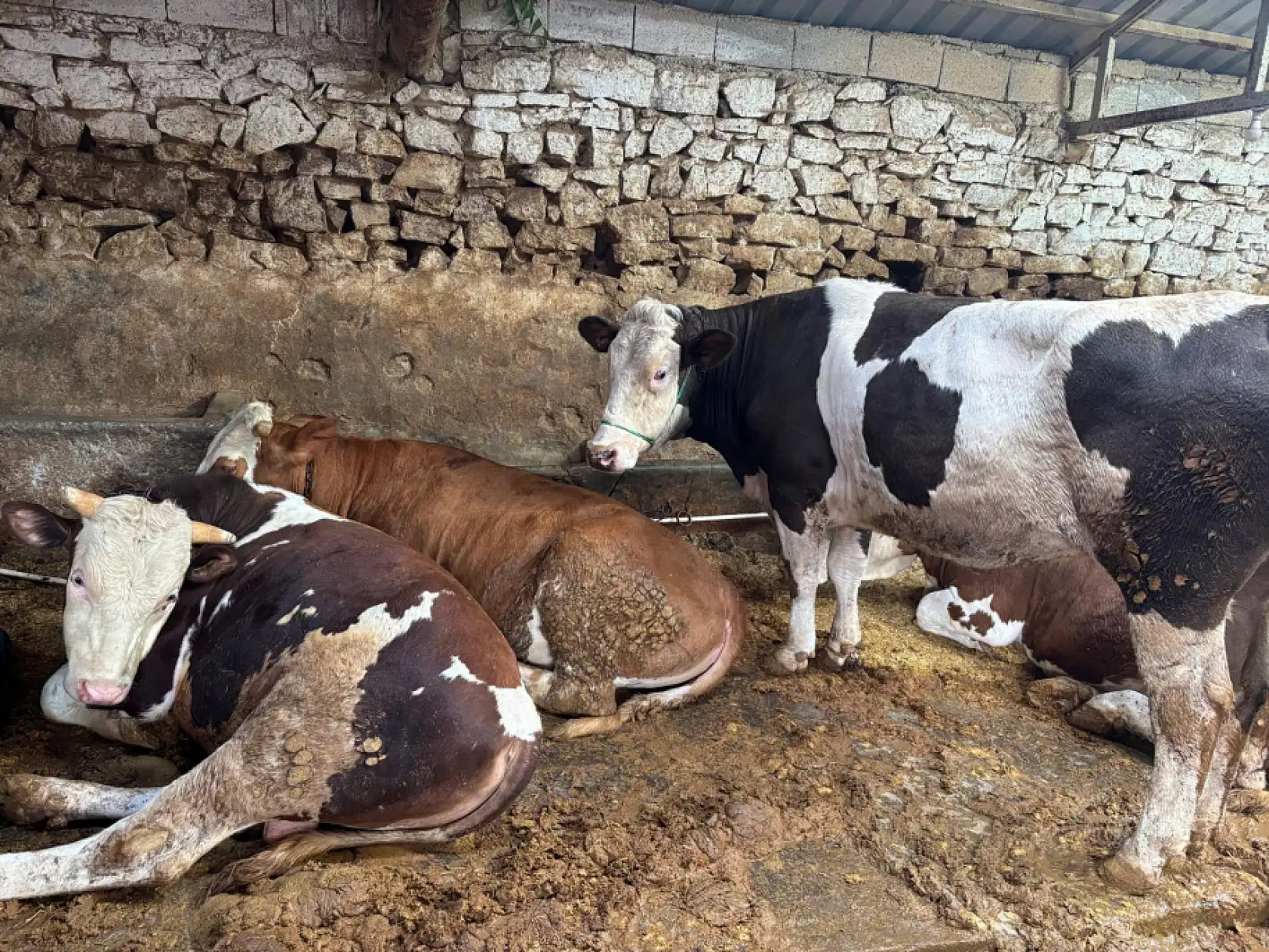 'İki diş' kuralını bilmeyen yandı! Kurbanlık seçerken yapılan hayati 3 hata!