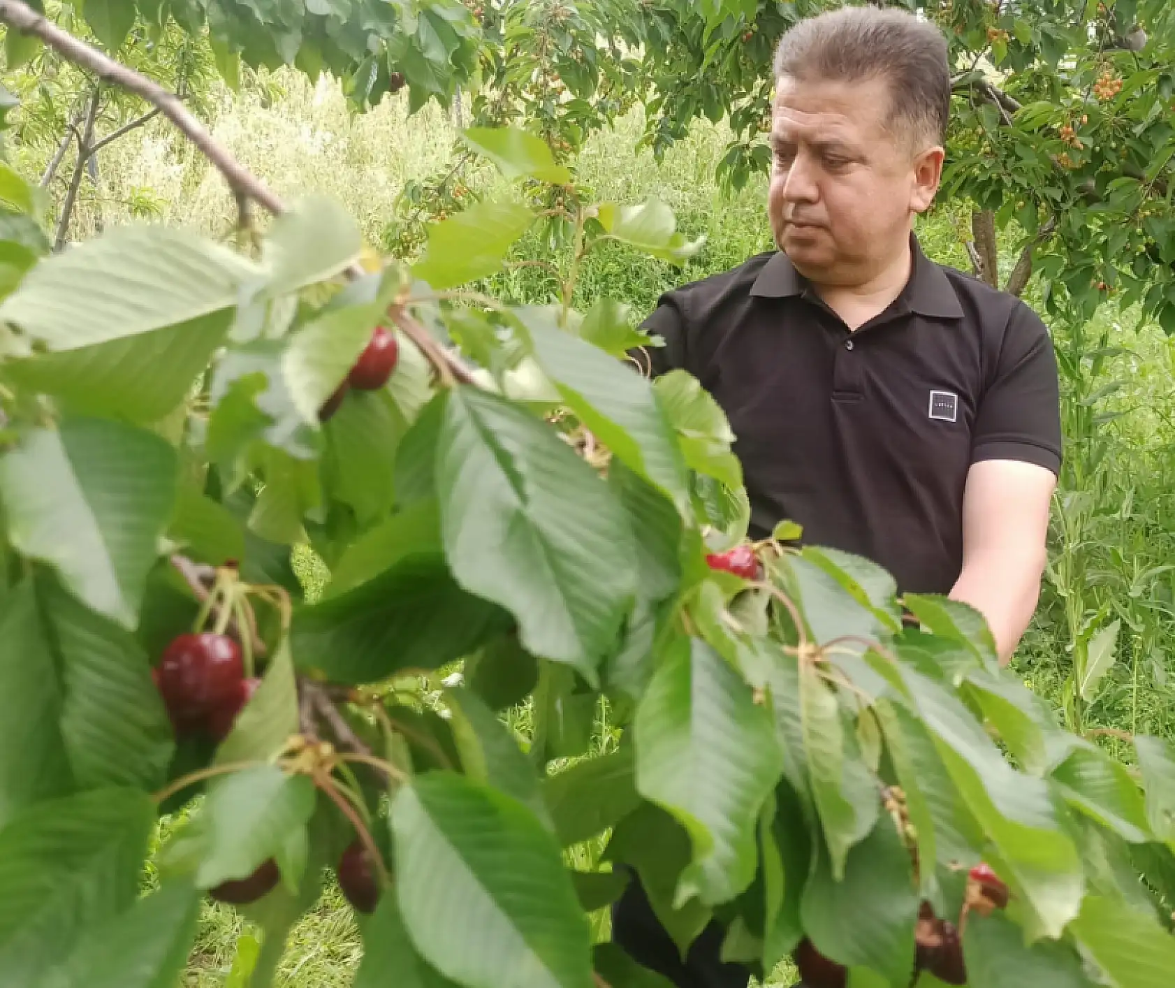 Konya'nın kırmızı altınını geçen yıl don vurmuştu, bu yıl 30 bin ton bekleniyor!