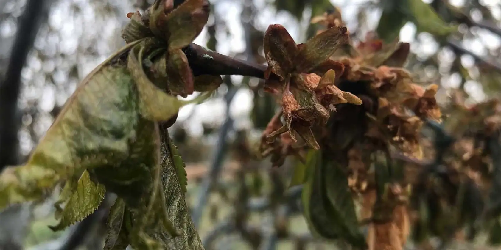 Meteoroloji'den Konya için 'ters köşe' uyarısı: Sıcaklıklar sert düşecek!
