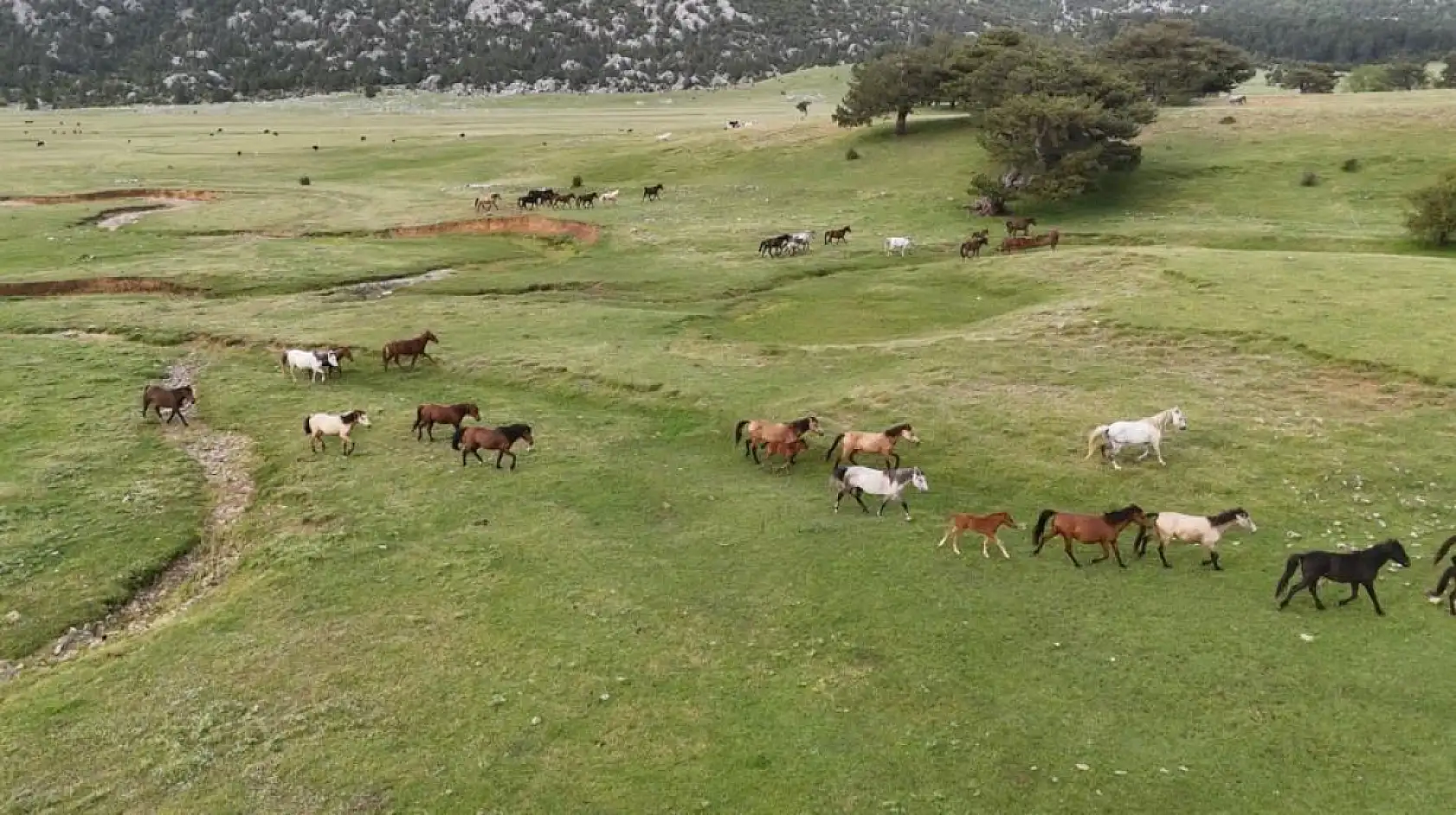 Görenleri kendine hayran bıraktı! Yılkı atları Konya sınırında yavrularıyla görüntülendi