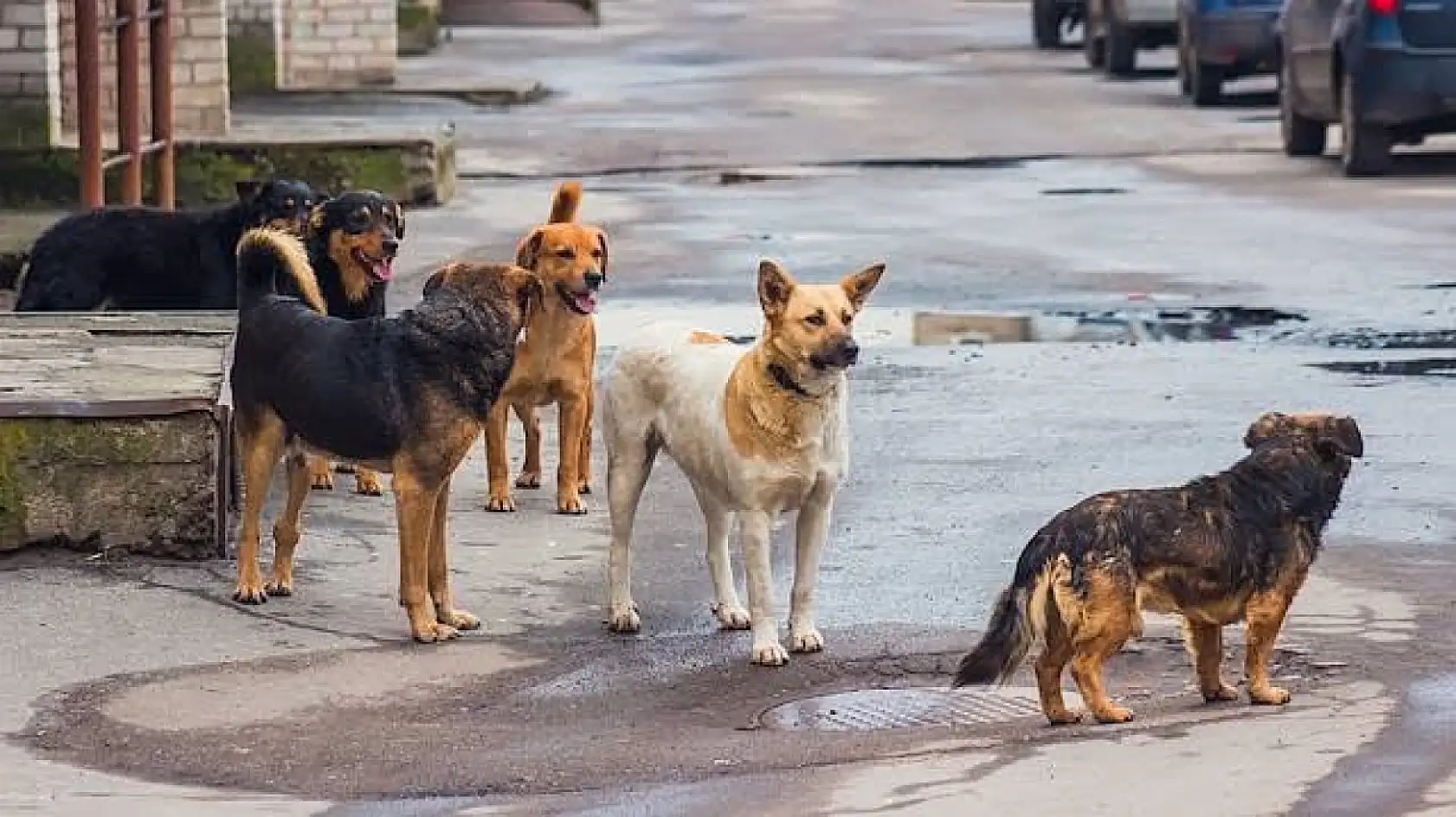 Konyalı Bakan, sokak köpekleri için talimat verdi! 'Yılbaşına kadar hepsi barınaklara alınacak!'