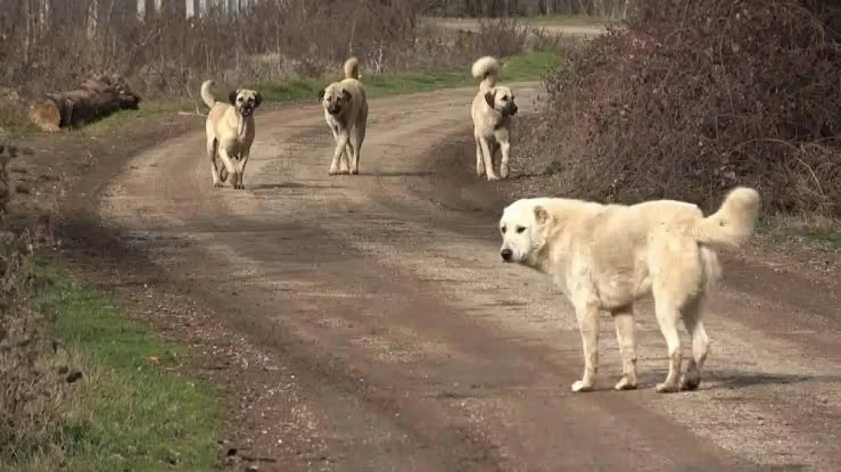 Konyalı Bakan, sokak köpekleri için talimat verdi! 'Yılbaşına kadar hepsi barınaklara alınacak!'