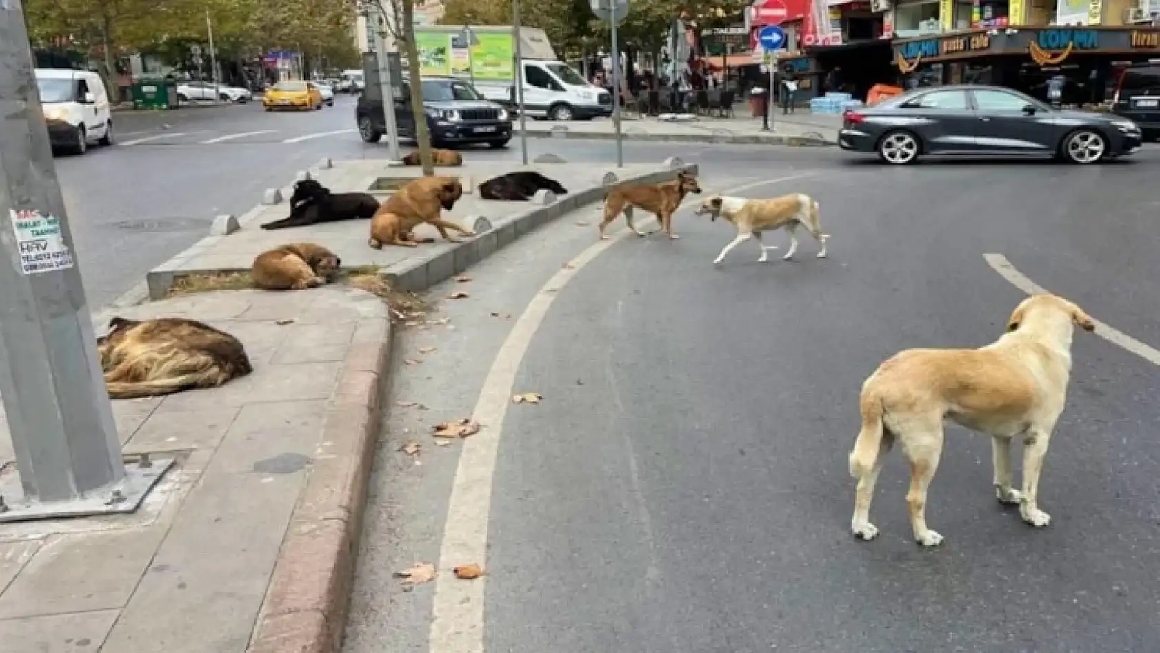 Konyalı Bakan, sokak köpekleri için talimat verdi! 'Yılbaşına kadar hepsi barınaklara alınacak!'