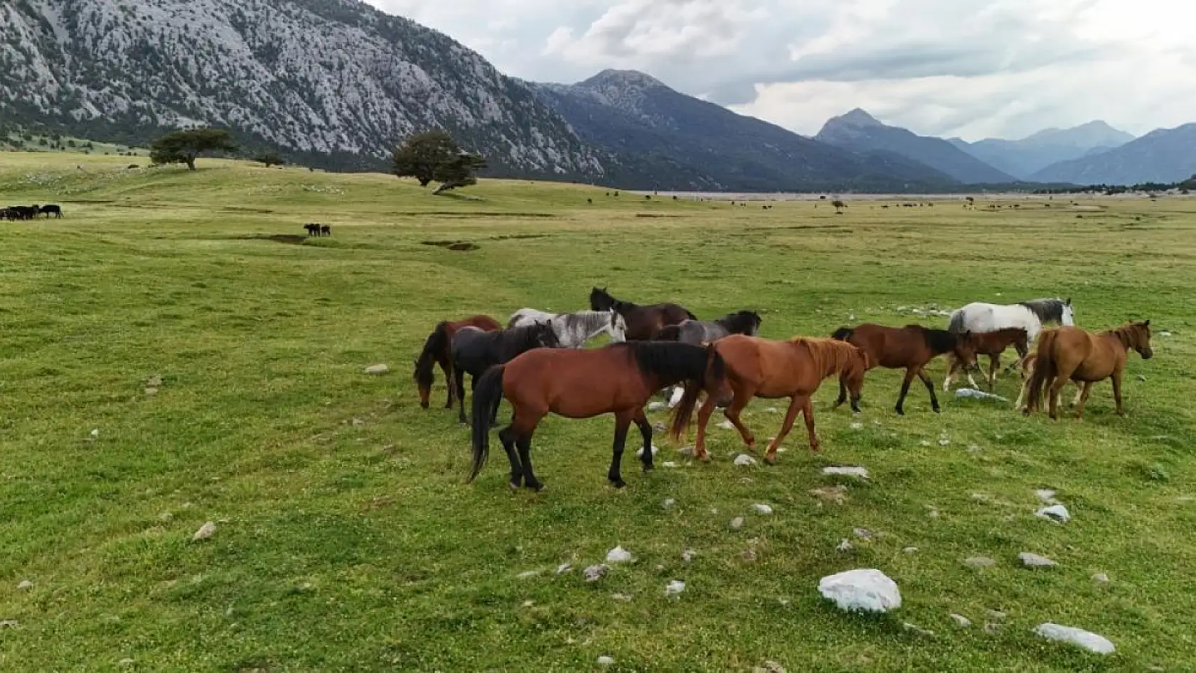 Görenleri kendine hayran bıraktı! Yılkı atları Konya sınırında yavrularıyla görüntülendi