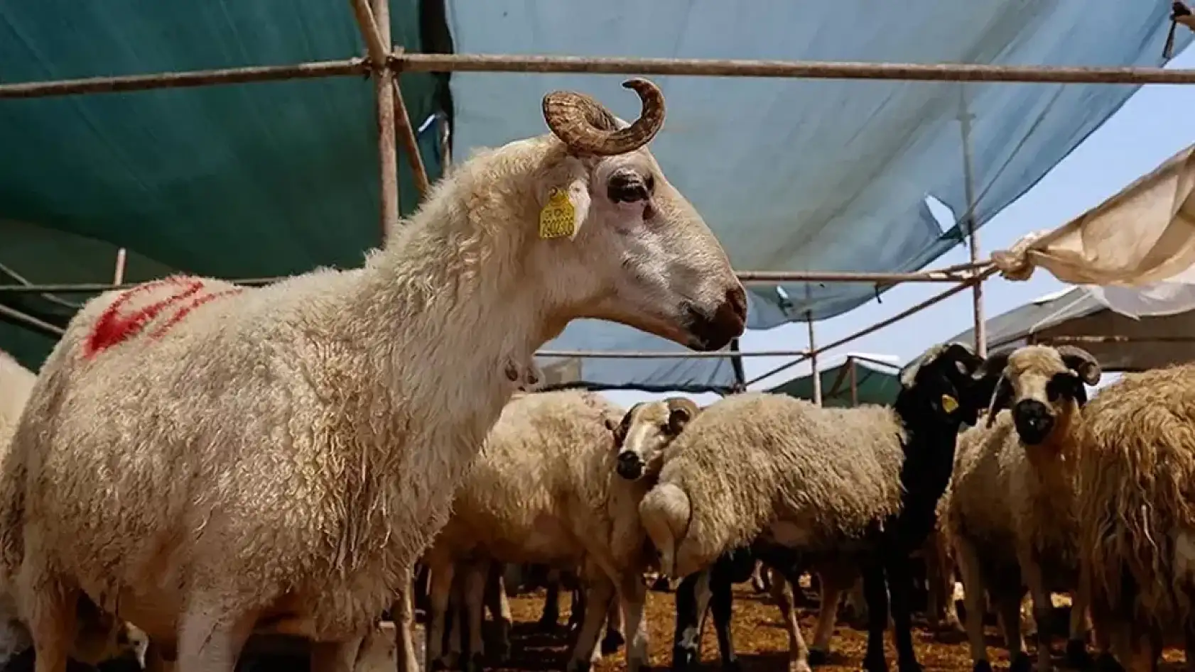 Kurban Bayramı ne zaman, kaç gün kaldı? 9 günlük bayram tatili ayın kaçında, hangi gün başlıyor?
