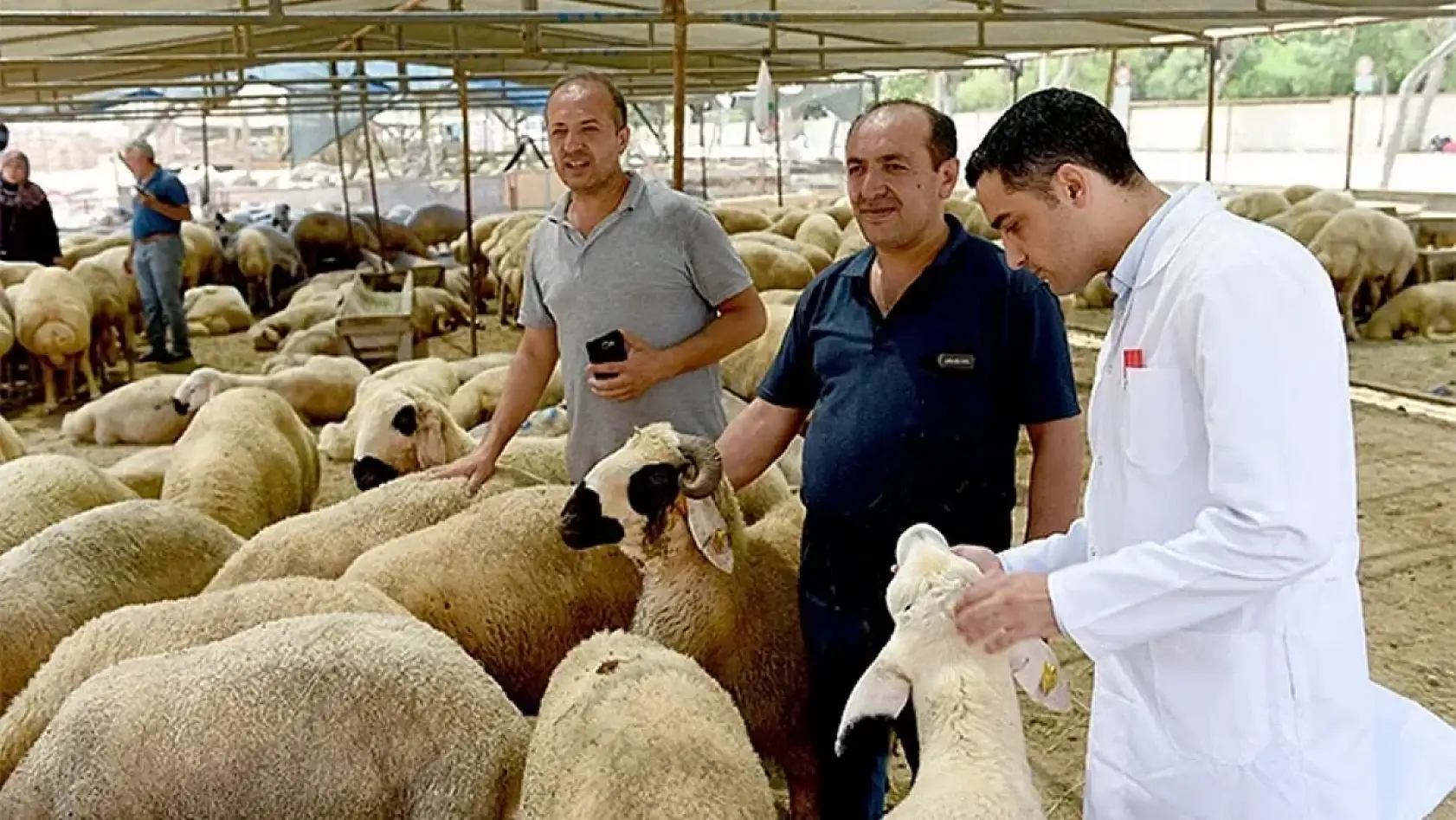 Kurbanlıklar görücüye çıkıyor! İşte Konya'daki kurban satış ve kesim yerleri