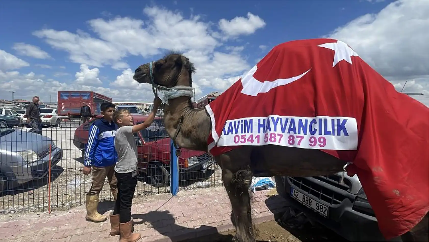 Konya'da satılan devenin fiyatı dudak uçuklattı! Görenler telefonuna sarıldı