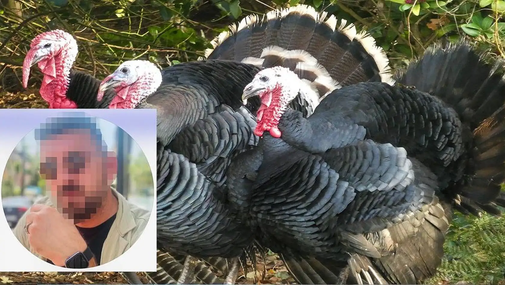 Yeni bir tosuncuk vakası daha! Hindi çiftliği kurma vaadiyle 50 milyon liralık dolandırdı