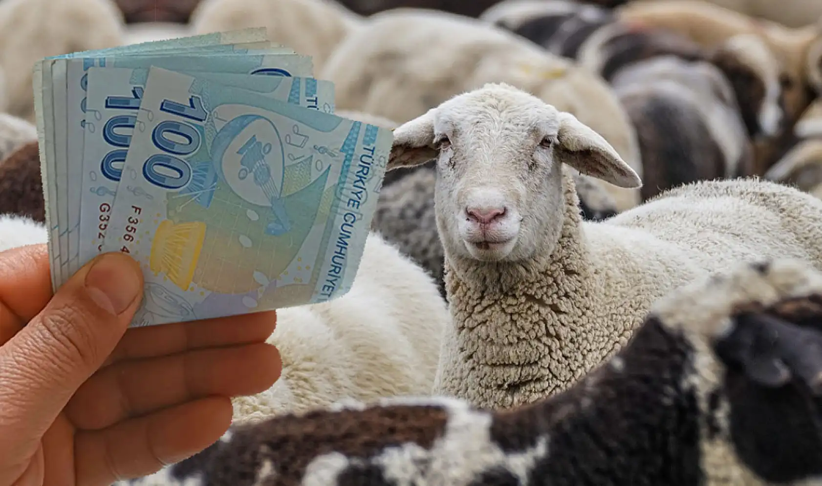 Üreticilere müjde! 150 bin küçükbaş için başvurular başladı: Son günü kaçırmayın