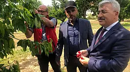 Akşehir Kirazı'nın geleceği sahada değerlendirildi